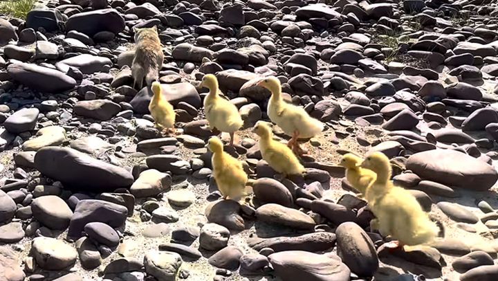 アヒルのヒナと冒険に出かけた子猫