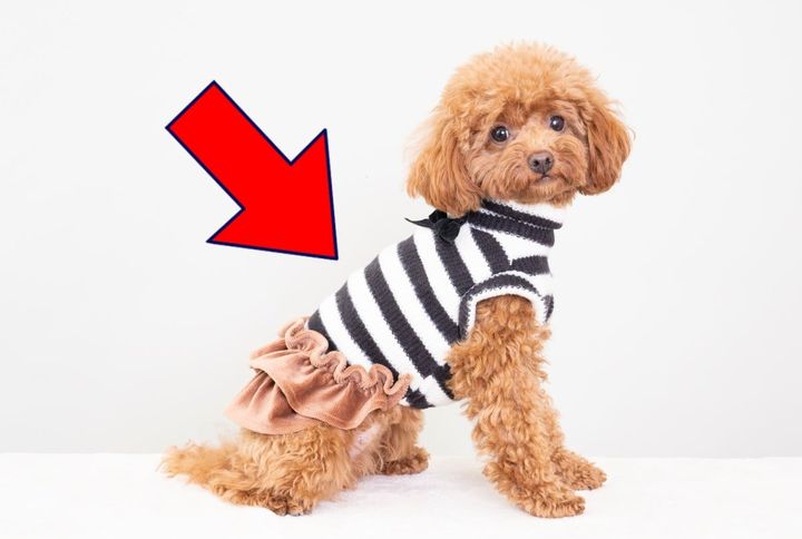 犬に服を着せても問題ない？