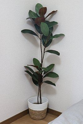 ダイソーの鉢カバーになるローブ水草バスケット（20cm）