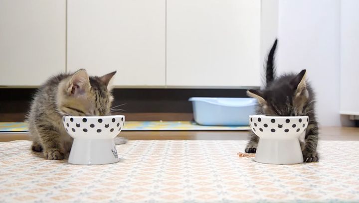ご飯を食べる子猫達