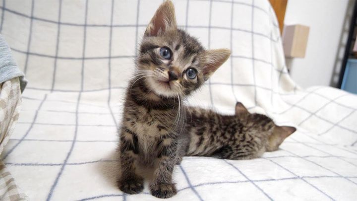 不思議そうに見つめる子猫