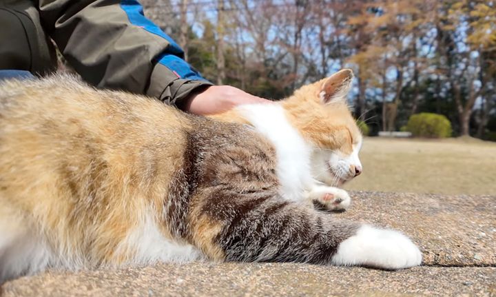 ナデナデを堪能する猫