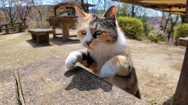 ベンチに登る猫