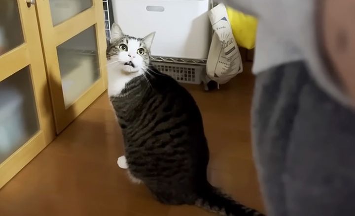 見上げる猫