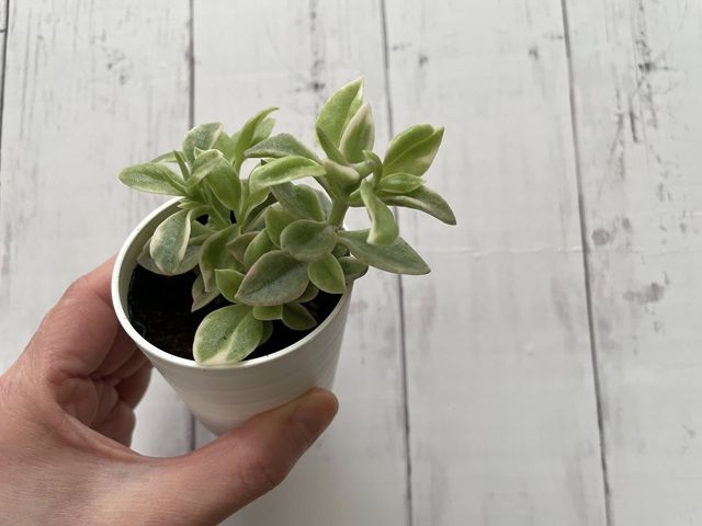 ダイソー 多肉植物 ベビーサンローズ 育て方