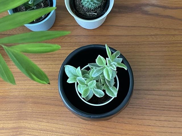 ダイソー 多肉植物 ベビーサンローズ