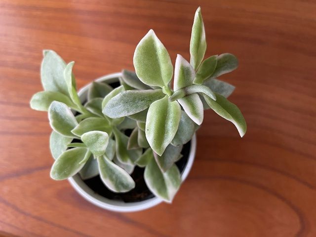 ダイソー 多肉植物 ベビーサンローズ