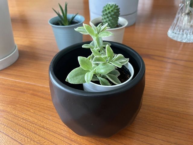 ダイソー 多肉植物 ベビーサンローズ 風水 置き場所
