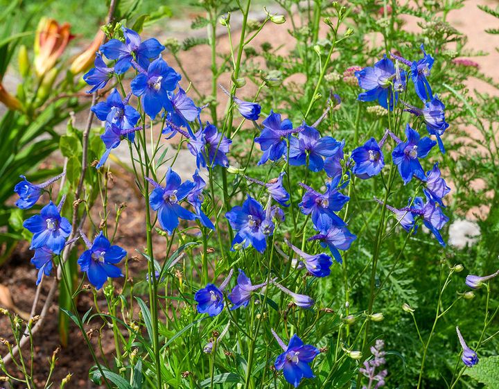 シネンセ系のデルフィニウム