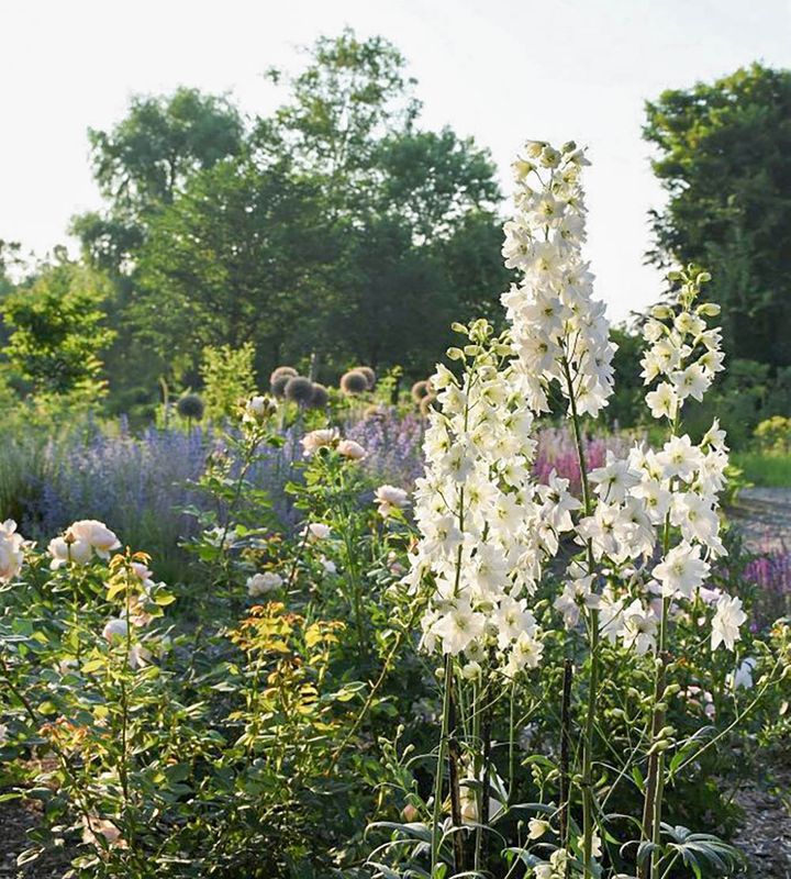 デルフィニウム