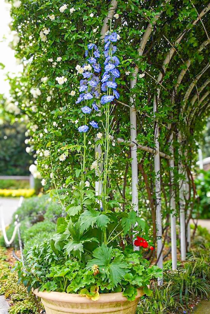 デルフィニウム