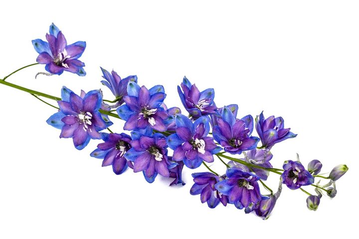 デルフィニウムの花