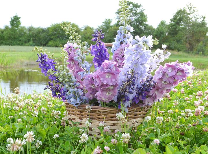 デルフィニウム