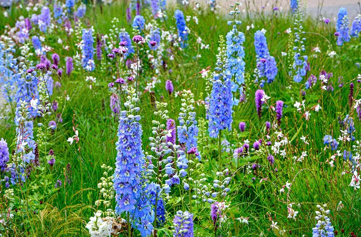 デルフィニウム