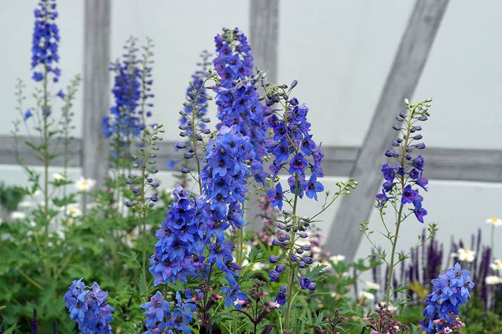 デルフィニウム