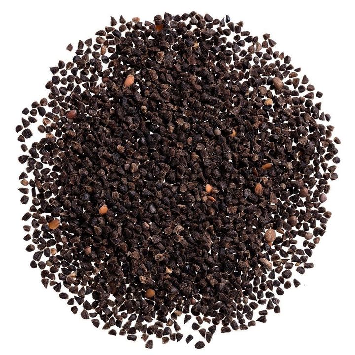 デルフィニウムのタネ