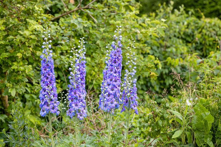 デルフィニウム