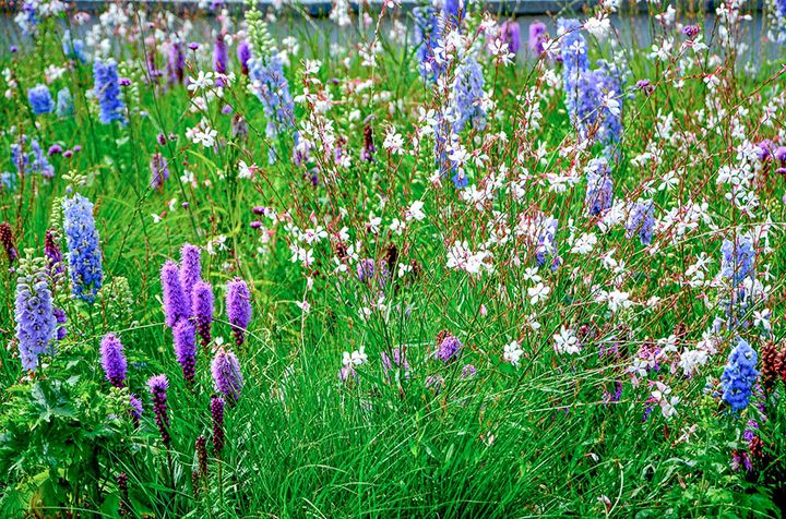 デルフィニウムの庭