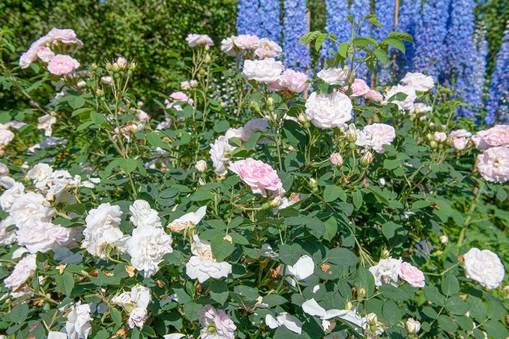 バラとデルフィニウムの庭