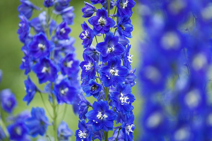 デルフィニウムの青い花