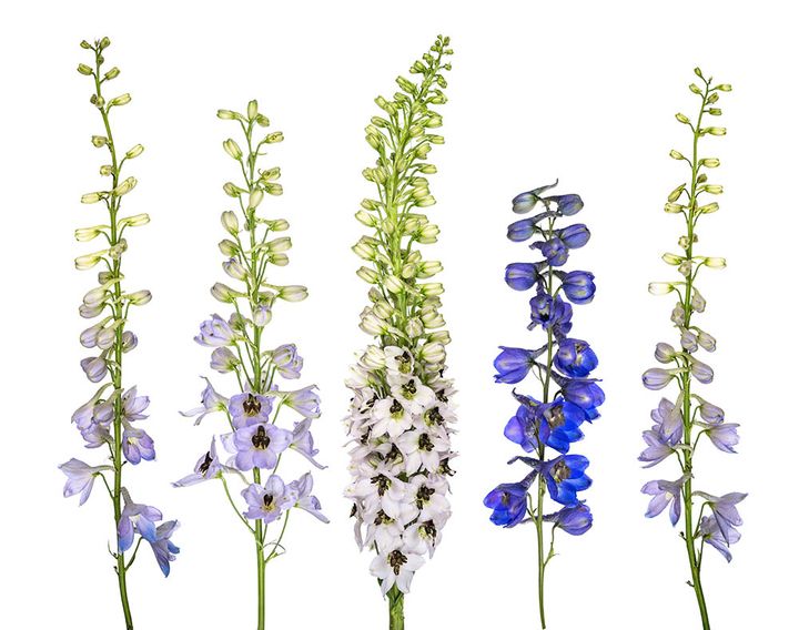 デルフィニウム