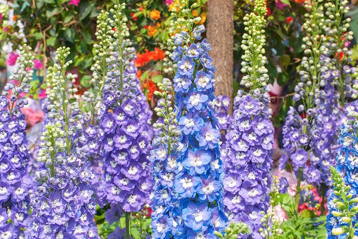 デルフィニウム