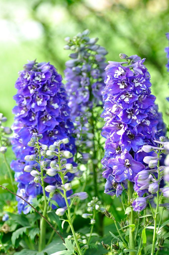 デルフィニウムの花