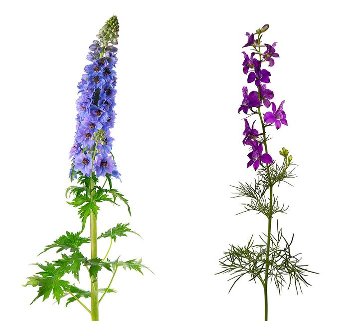 デルフィニウムとラクスパー