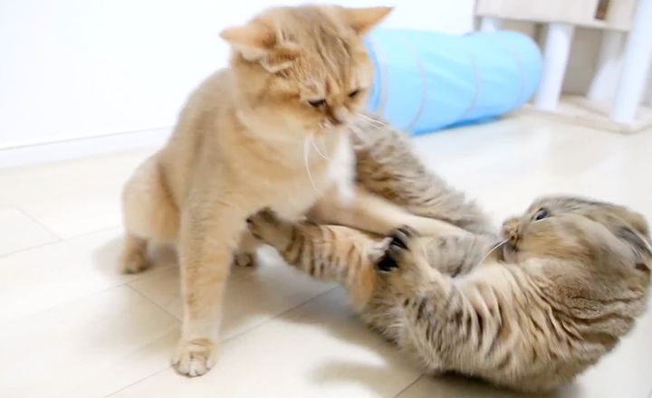 猫の親子の取っ組み合い