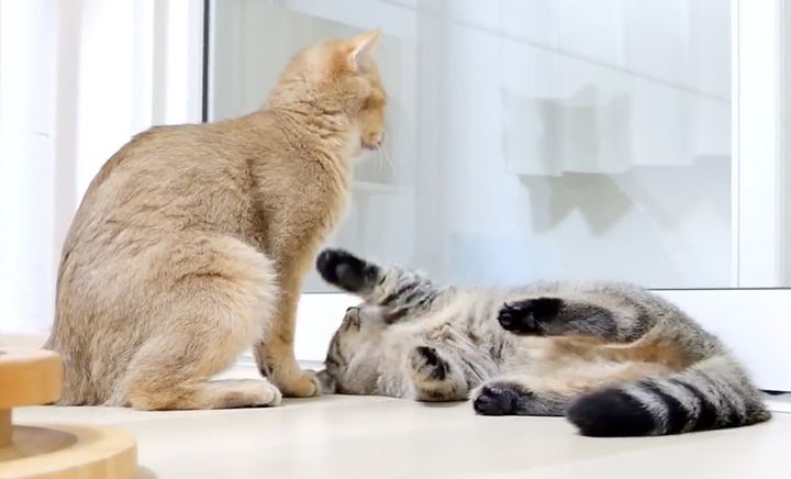 母猫に戦いを挑む子猫