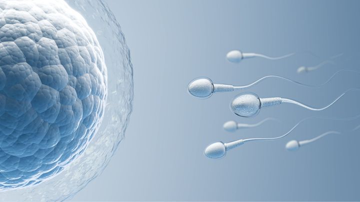 四次試験：面接（卵子によるお眼鏡にかなうか）