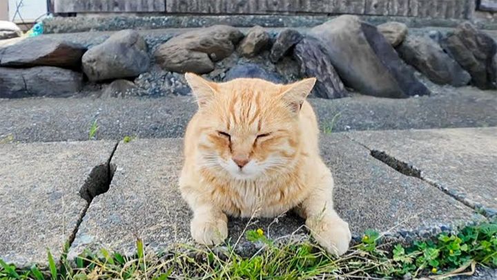 道路脇に座っていた猫