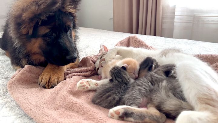 猫の親子が気になる子犬