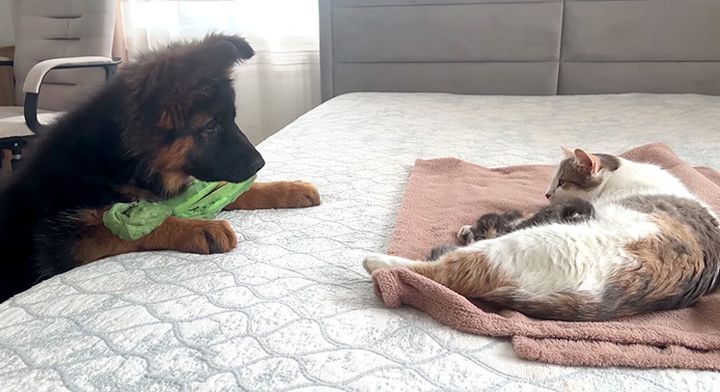 猫の親子が気になる子犬