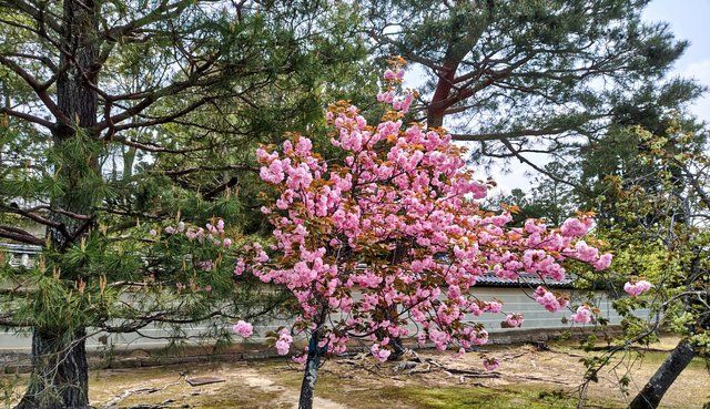 参道沿いの八重桜
