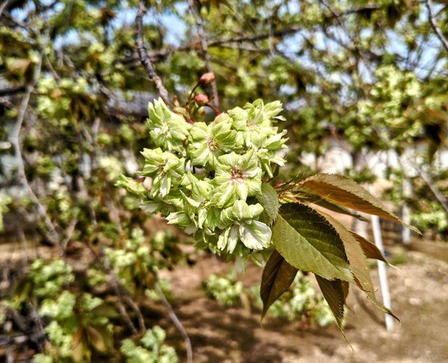 勅使門横の御衣黄桜
