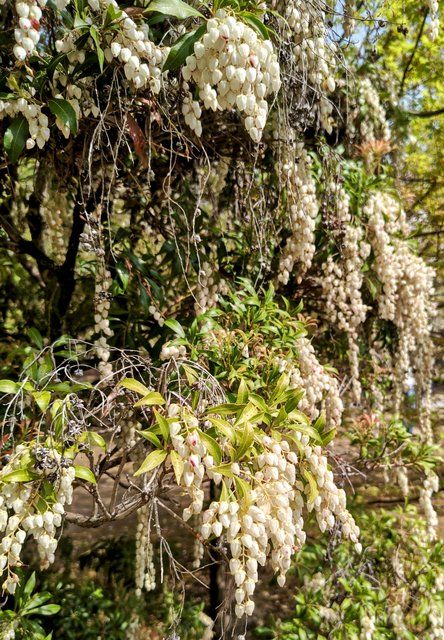 五重塔前の馬酔木