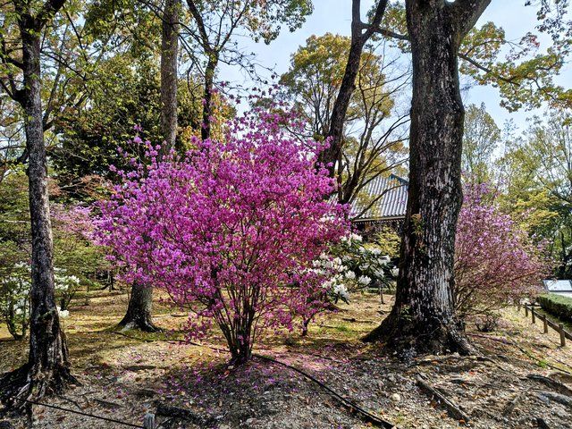 境内のあちこちに咲いていたミツバツツジ