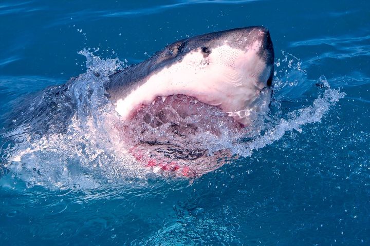 「海の動物最強」ランキング1位は？