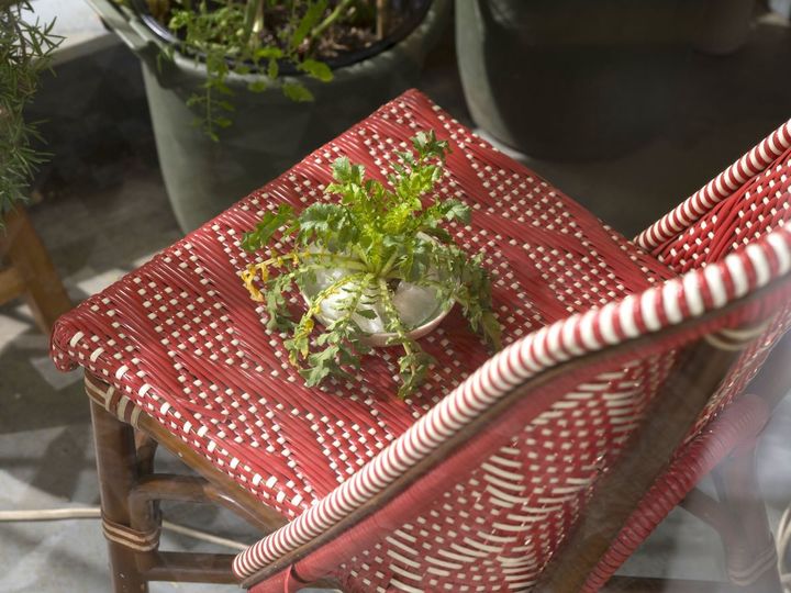 なんと水栽培中の大根の葉っぱも！ ベランダにはミニトマトの鉢もあり、鈴さんがベランダ菜園に励んでいる様子が伝わってきます。