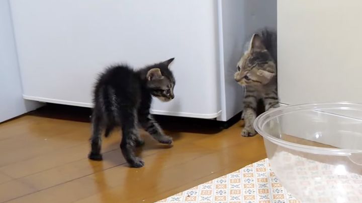 突然やんのかステップをマスターした子猫