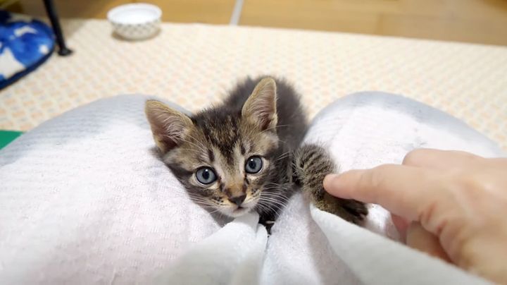 膝の上で遊ぶ子猫