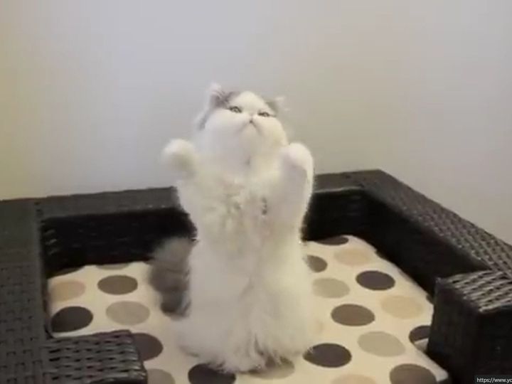 このフォームである