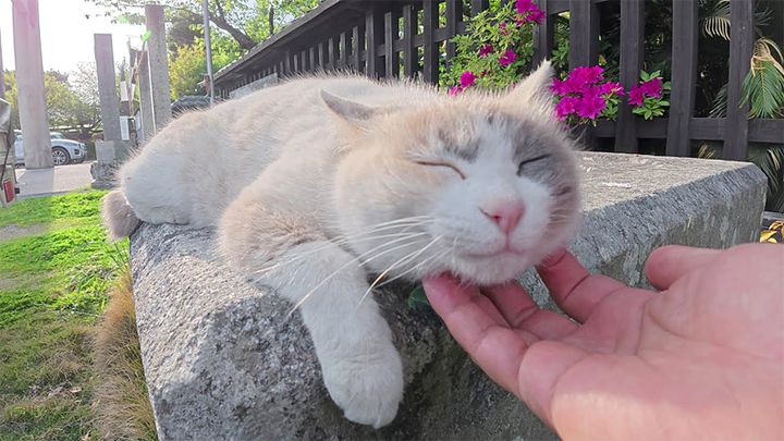 ナデナデを堪能する猫