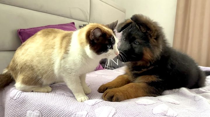 初めて会った子犬と猫