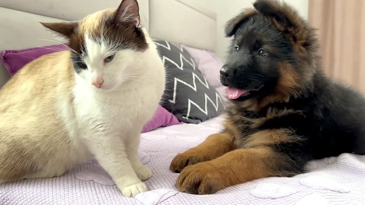 初めて会った子犬と猫