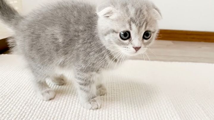 家の中を調査する子猫