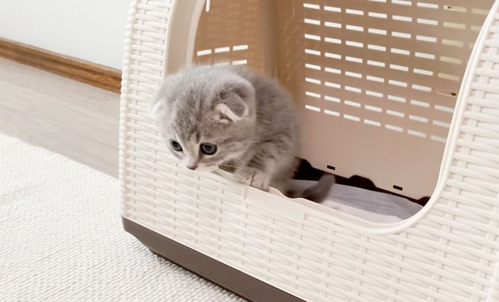 家にやって来た子猫