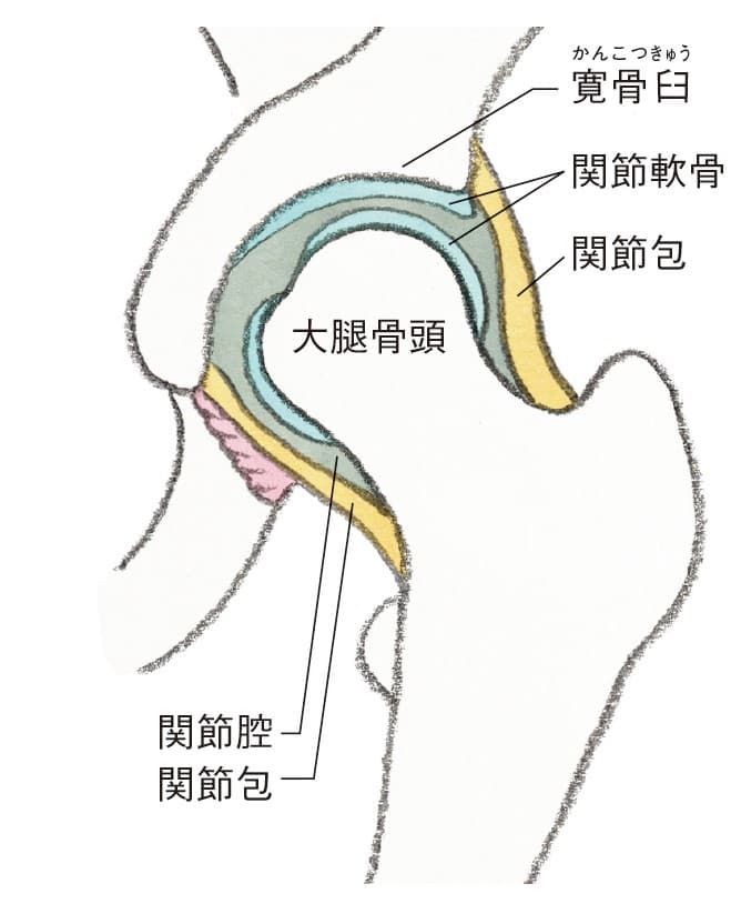 股関節の骨