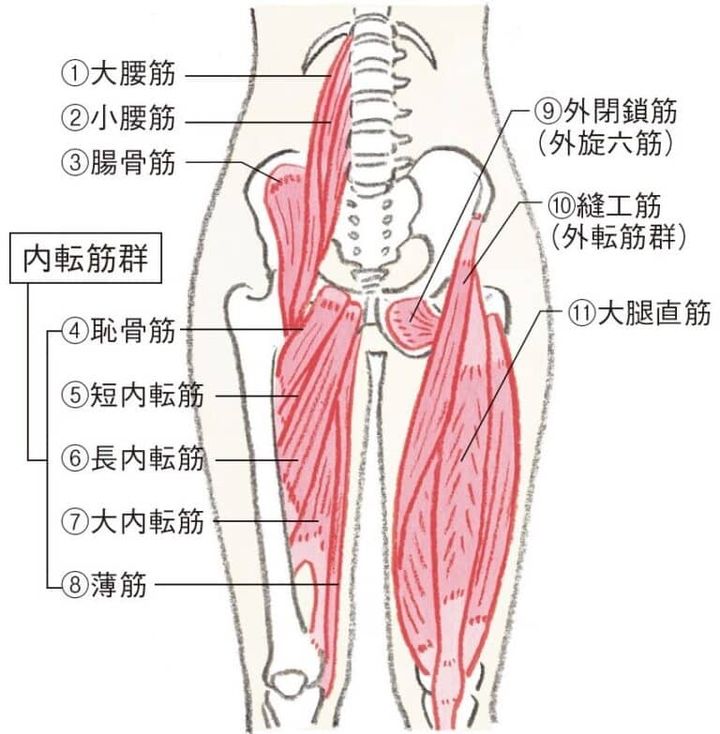 股関節の筋肉
